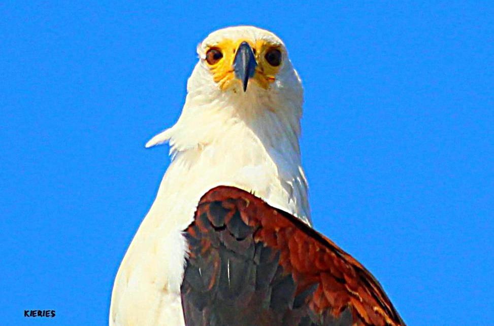 Вілла 62 Hornbill Street Сент-Люсія Екстер'єр фото